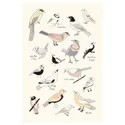 IKEA BILD БИЛЬД, постер, жизнь птиц, 61x91 см 904.417.92 фото thumb №1