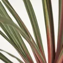 IKEA CORDYLINE INDIVISA КОРДИЛ ІНДІВ, рослина в горщику, Капустяне дерево різних кольорів, 17 см 805.746.31 фото thumb №4