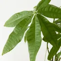 IKEA PACHIRA AQUATICA, растение в горшке, Pachira Aquatica, 19 см 005.264.08 фото thumb №4