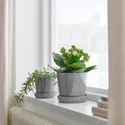 IKEA KALANCHOE КАЛАНХОЄ, рослина в горщику, Фламінго Кеті різних кольорів, 10,5 см 705.751.55 фото thumb №2