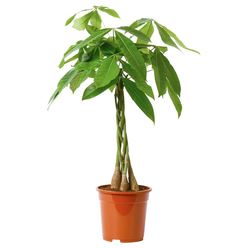 IKEA PACHIRA AQUATICA, растение в горшке, Pachira Aquatica, 19 см 005.264.08 фото №1