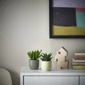 IKEA SUCCULENT, растение с горшком, Суккуленты разных цветов, 6 см 105.986.83 фото thumb №3