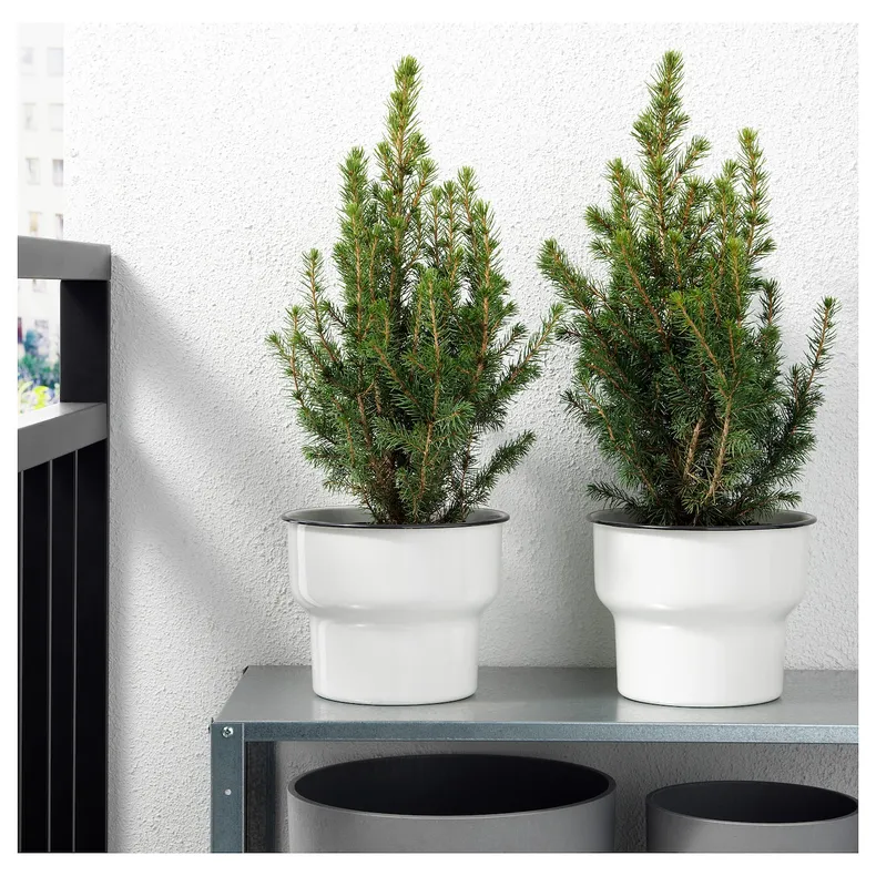 IKEA PICEA GLAUCA CONICA, комнатное растение, белая ель, 15 см 405.878.43 фото №3