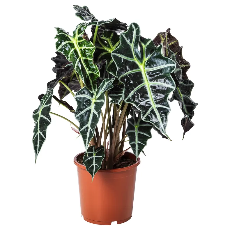 IKEA ALOCASIA AMAZONICA АЛОКАЗІЯ АМАЗОНІК, рослина в горщику, слонове вухо, 17 см фото №1