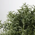 IKEA FEJKA ФЕЙКА, искусственное растение в горшке, розмарин, 9 см 903.821.13 фото thumb №3