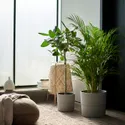 IKEA DYPSIS LUTESCENS ДИПСІС ЛУТЕСЦЕНС, рослина в горщику, Пальма Арека, 24 см 468.040.05 фото thumb №2