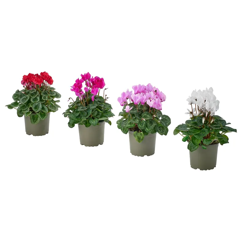 IKEA CYCLAMEN, рослина в горщику, альпійська фіалка різних кольорів, 12 см 805.923.76 фото №1