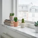 IKEA CACTACEAE КАКТАЦЕ, рослина в горщику, Кактус/різні, 6 см 3 шт. 704.020.32 фото thumb №3