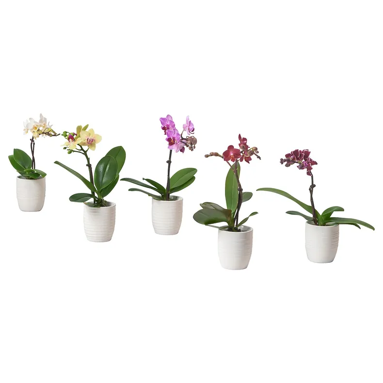 IKEA PHALAENOPSIS ФАЛЕНОПСИС, комнтн раст в горшке, Орхидея / различные цвета, 6 см 205.050.18 фото №1