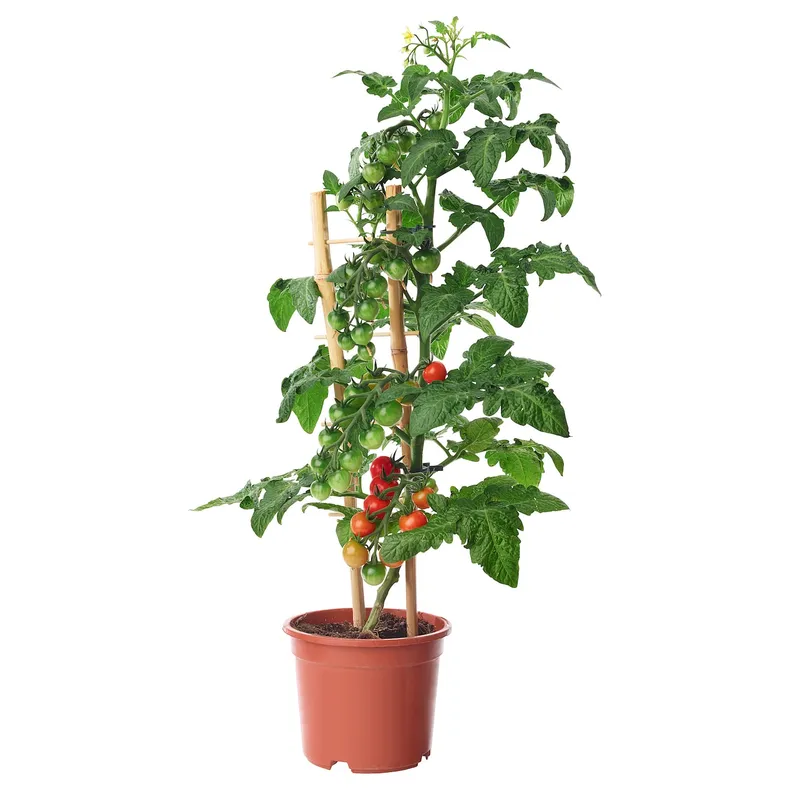 IKEA SOLANUM LYCOPERSICUM, рослина в горщику, помідор, 15 см 705.746.36 фото №1