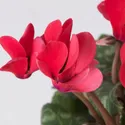 IKEA CYCLAMEN, рослина в горщику, альпійська фіалка різних кольорів, 12 см 805.923.76 фото thumb №3