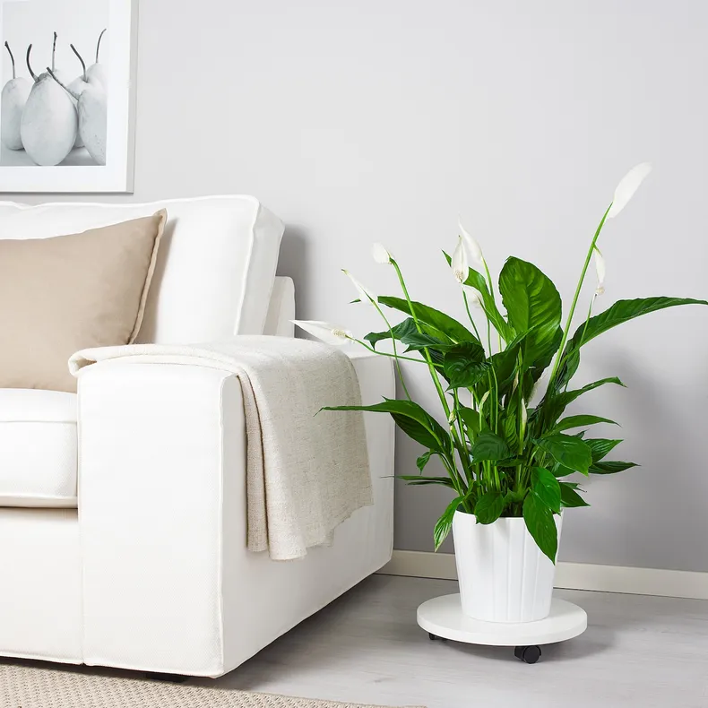 IKEA SPATHIPHYLLUM СПАТИФІЛЛУМ, рослина в горщику, Лілія миру, 17 см 168.040.78 фото №2
