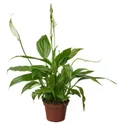 IKEA SPATHIPHYLLUM, комнатное растение, Лилия мира, 6 см 005.986.88 фото thumb №1