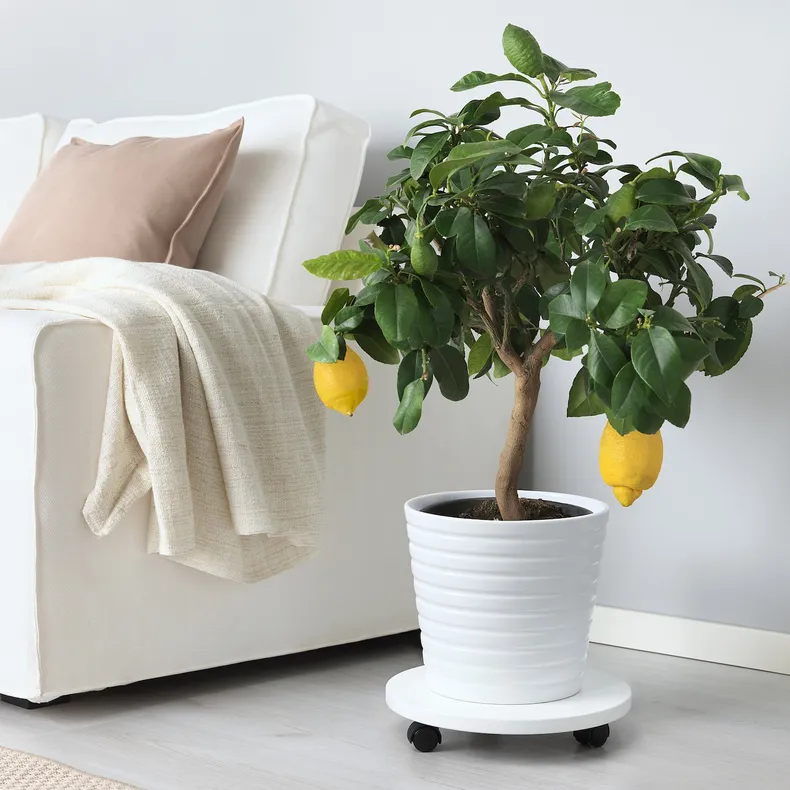 IKEA CITRUS ЦИТРУС, растение в горшке, лимон, 21 см 205.746.29 фото №4