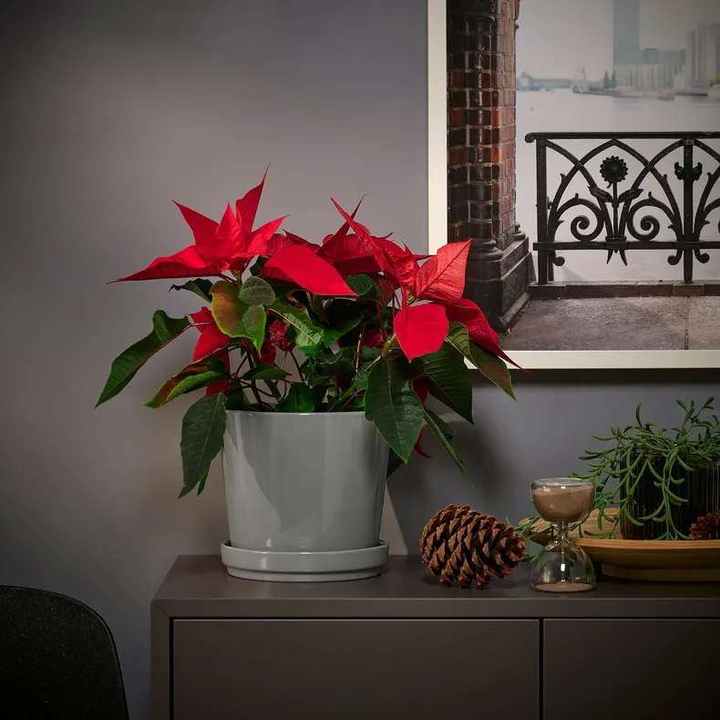 IKEA POINSETTIA, рослина в горщику, Пуансетія, 13 см 905.878.45 фото №2