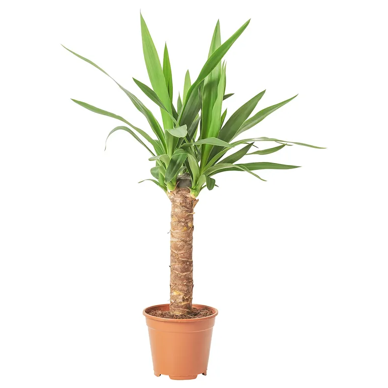 IKEA YUCCA ELEPHANTIPES, комнатное растение, Юкка без колючек, 14 см 305.281.80 фото №1