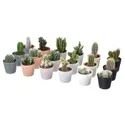 IKEA CACTACEAE КАКТАЦЕ, рослина в горщику, Кактус/різні, 6 см 3 шт. 704.020.32 фото thumb №1