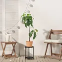 IKEA FEJKA ФЕЙКА, искусственное растение в горшке, внутренняя / внешняя сторона авокадо, 15 см 105.716.93 фото thumb №3