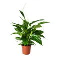 IKEA SPATHIPHYLLUM СПАТИФІЛЛУМ, рослина в горщику, Лілія миру, 17 см 168.040.78 фото thumb №1
