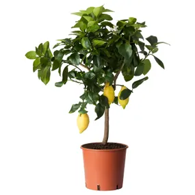 IKEA CITRUS ЦИТРУС, растение в горшке, лимон, 21 см 205.746.29 фото