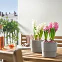 IKEA HYACINTHUS, комнатное растение, различные цвета, 12 см 705.930.84 фото thumb №2