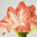 IKEA HIPPEASTRUM, комнатное растение, амариллис/2 бутона разных цветов, 13 см 005.878.40 фото thumb №3