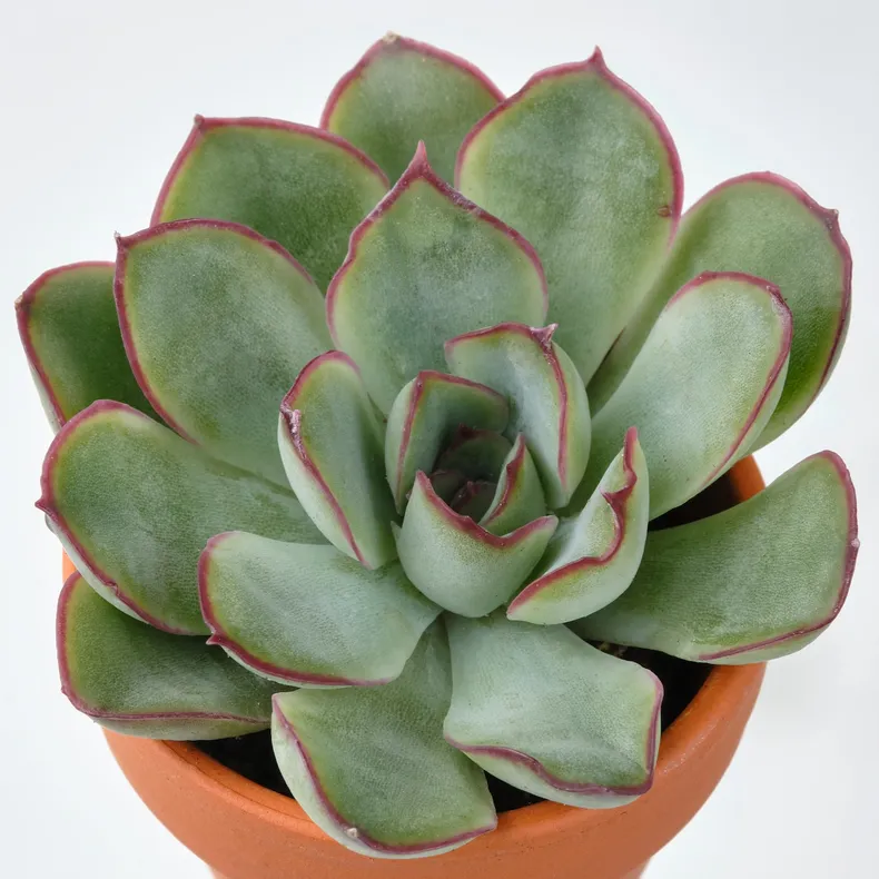 IKEA SUCCULENT, растение с горшком, разное/суккуленты, 3 см 205.432.23 фото №4