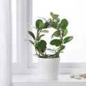 IKEA HOYA ХОЙЯ, рослина в горщику, епілятор, 12 см 205.158.14 фото thumb №2