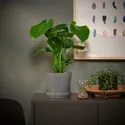 IKEA MONSTERA DELICIOSA, растение в горшке, дырявая монстера, 12 см 505.154.93 фото thumb №2