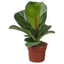 IKEA FICUS LYRATA BAMBINO, комнатное растение, фикус лирата, 9 см 305.986.82 фото thumb №1