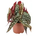 IKEA BEGONIA MACULATA БЕГОНИЯ МАКУЛАТА, растение в горшке, коралловая бегония, 12 см 505.746.37 фото thumb №1