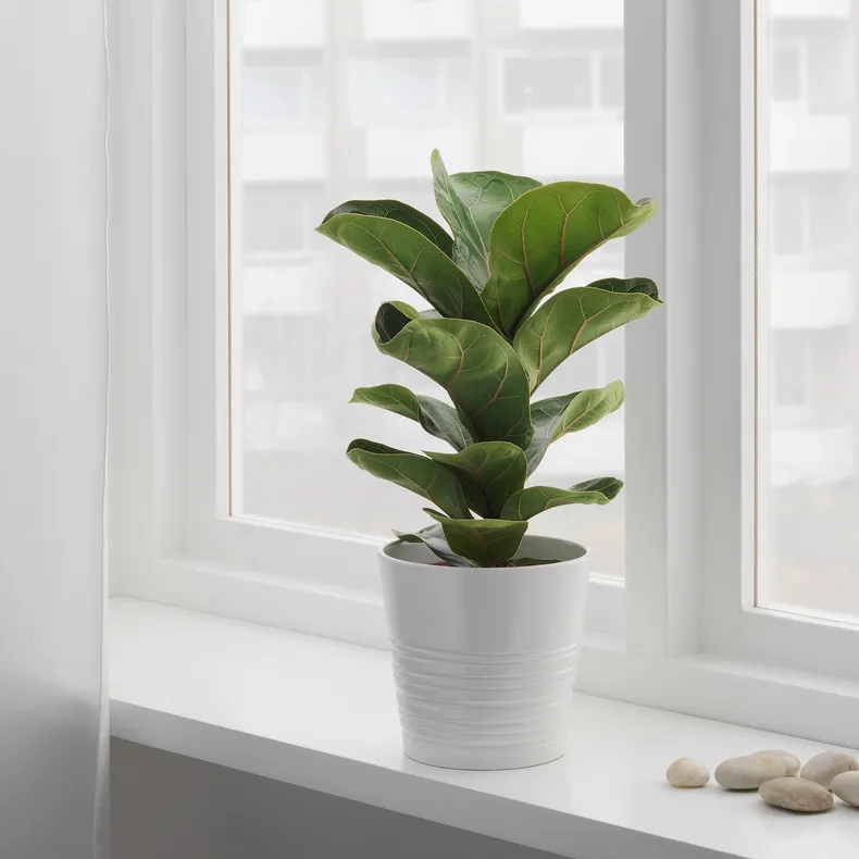 IKEA FICUS LYRATA BAMBINO, растение в горшке, фикус лирата, 12 см 104.853.65 фото №2