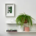 IKEA FEJKA ФЕЙКА, штучна рослина в горщику, для приміщення / вулиці підвісний / папороть, 12 см 105.486.31 фото thumb №2