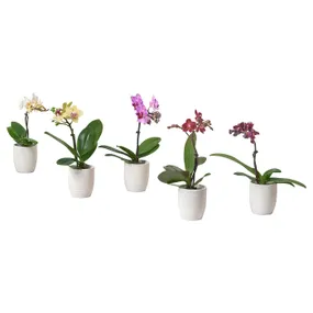 IKEA PHALAENOPSIS ФАЛЕНОПСИС, рослина в горщику, Орхідея / різні кольори, 6 см 205.050.18 фото