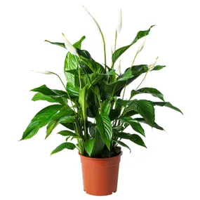 IKEA SPATHIPHYLLUM, рослина в горщику, Лілія миру, 24 см 701.448.49 фото