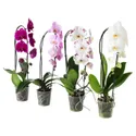 IKEA PHALAENOPSIS ФАЛЕНОПСИС, растение в горшке, Орхидея / каскад 1 стебель, 12 см 803.291.64 фото thumb №1