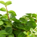 IKEA HIMALAYAMIX ГИМАЛАЙАМИКС, растение в горшке, различные растения растения с листьями, 12 см 602.345.34 фото thumb №4
