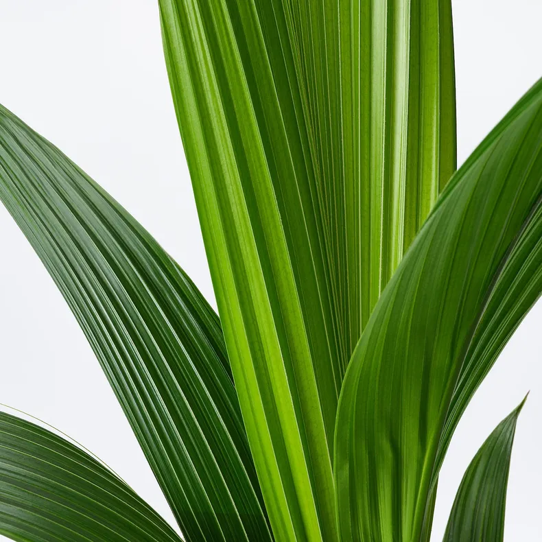 IKEA COCOS NUCIFERA, растение в горшке, кокосовая пальма, 19 см 201.674.85 фото №2