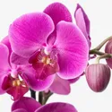 IKEA PHALAENOPSIS ФАЛЕНОПСИС, растение в горшке, Орхидея / каскад 1 стебель, 12 см 803.291.64 фото thumb №4