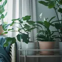 IKEA MUSKOTBLOMMA МУСКОТБЛОММА, горщик для квітів з піддоном, для приміщення, вулиці теракота, 15 см фото thumb №5