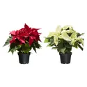 IKEA POINSETTIA, рослина в горщику, Пуансетія, 13 см 905.878.45 фото thumb №1