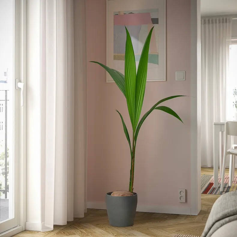 IKEA COCOS NUCIFERA, растение в горшке, кокосовая пальма, 19 см 201.674.85 фото №3