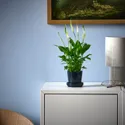 IKEA SPATHIPHYLLUM, комнатное растение, Лилия мира, 6 см 005.986.88 фото thumb №3