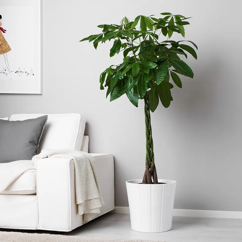 IKEA PACHIRA AQUATICA ПАХІРА АКВАТІКА, рослина в горщику, Pachira Aquatica, 27 см 001.185.23 фото №6