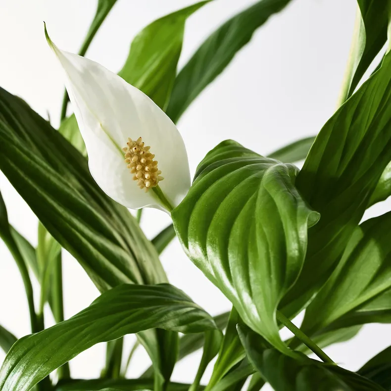 IKEA SPATHIPHYLLUM СПАТИФІЛЛУМ, рослина в горщику, Лілія миру, 12 см 601.449.01 фото №3