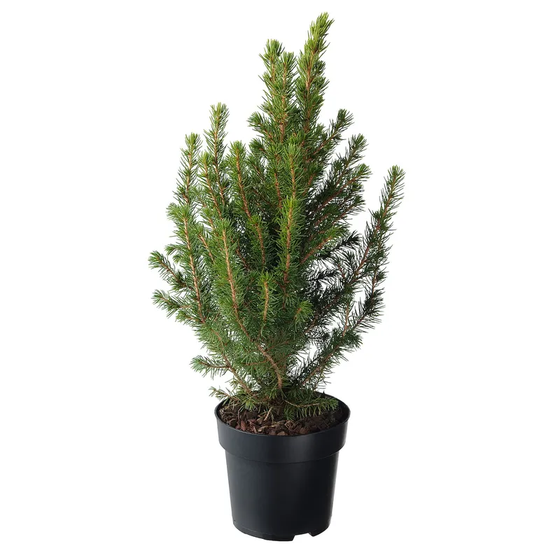 IKEA PICEA GLAUCA CONICA, комнатное растение, белая ель, 15 см 405.878.43 фото №1