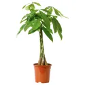 IKEA PACHIRA AQUATICA, растение в горшке, Pachira Aquatica, 19 см 005.264.08 фото thumb №1