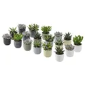 IKEA SUCCULENT, растение с горшком, Суккуленты разных цветов, 6 см 105.986.83 фото thumb №1