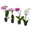 IKEA PHALAENOPSIS, комнатное растение, Орхидея разных цветов, 6 см 105.986.78 фото thumb №1