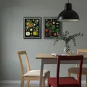 IKEA KNOPPÄNG КНОППЭНГ, рама с постером, Винтажные фруктовые ботанические открытки, 40x50 см 505.788.95 фото thumb №4